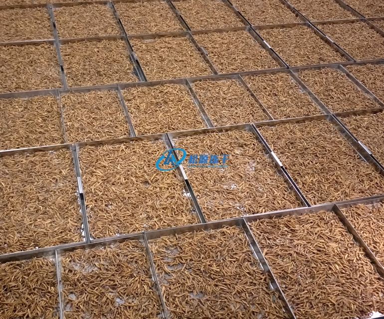 虫草冻干机——为冬虫夏草的加工和保存提供新方案